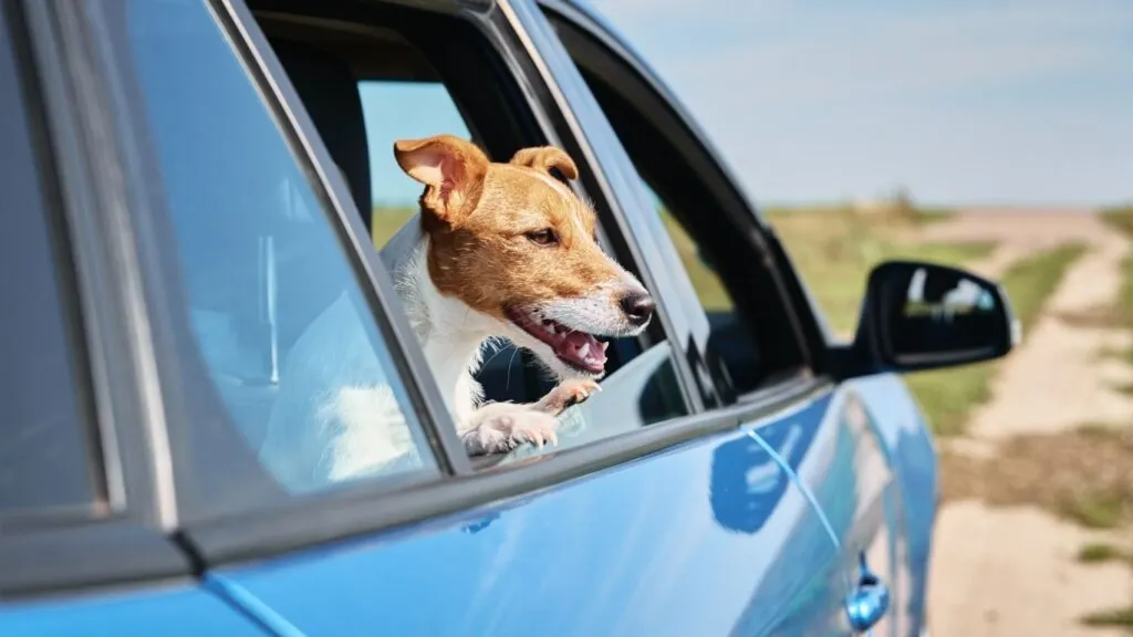como tranportar cachorros em carros: cachorro com a cara para fora da janela do carro.