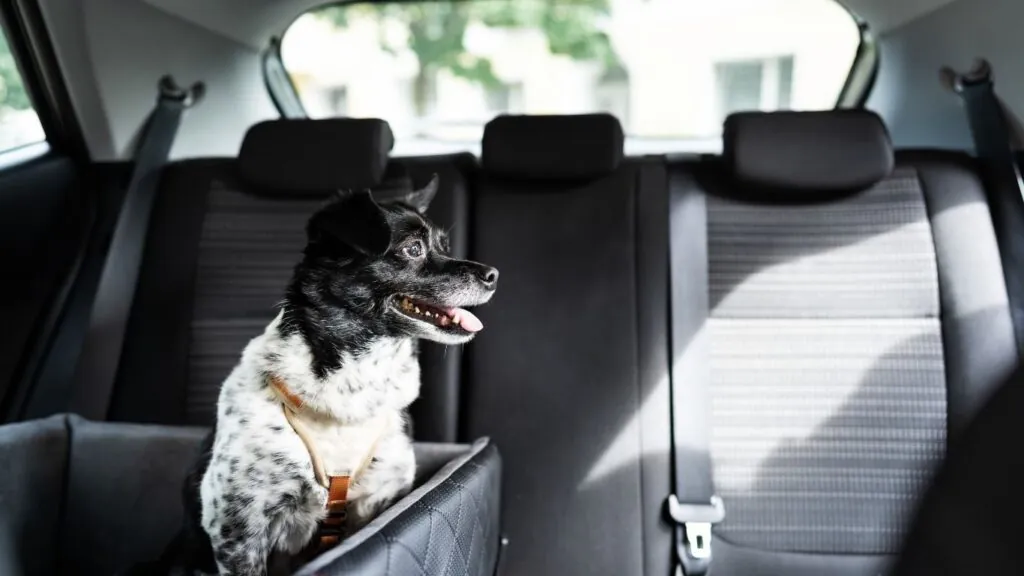 como transportar cachorros em carros: cachorro em bolsa de transporte com sinto próprio para pet.